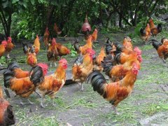 842、生态养殖基地2020年5月肉鸡鸡苗销售，肉鸡销售200508